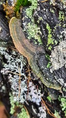 Trichaptum fuscoviolaceum