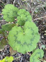 Pelargonium zonale