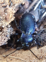 Carabus convexus gracilior