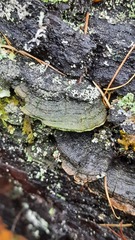 Trichaptum fuscoviolaceum