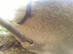 Daedaleopsis confragosa