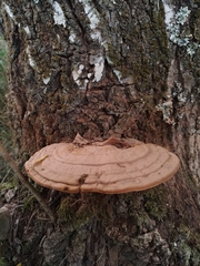 Ganoderma applanatum