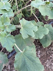 Proboscidea parviflora