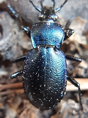 Carabus convexus gracilior