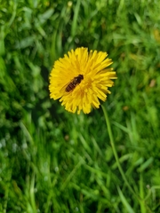 Episyrphus balteatus