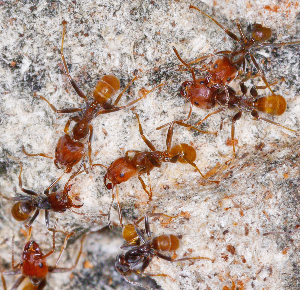 Azteca aurita