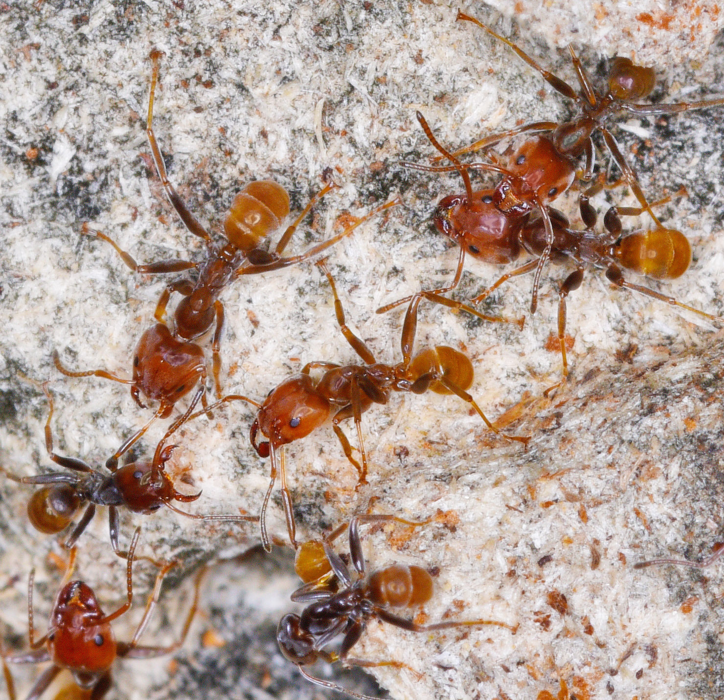 Azteca aurita