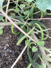 Proboscidea parviflora