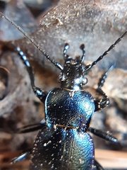 Carabus convexus gracilior