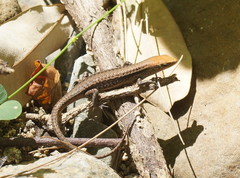 Blue-Throated Rainbow-Skink photo 4