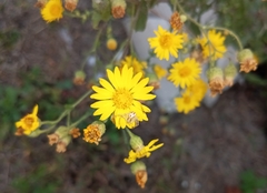 Bradburia pilosa