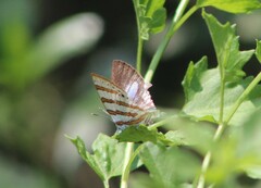 Iolaus diametra