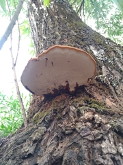Ganoderma applanatum