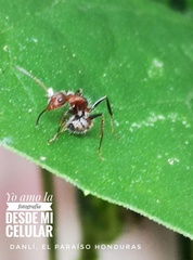 Camponotus planatus