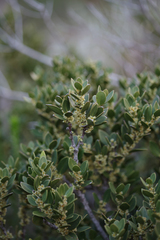 Robsonodendron maritimum