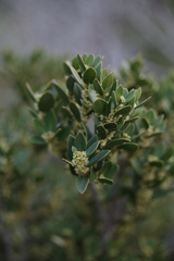 Robsonodendron maritimum