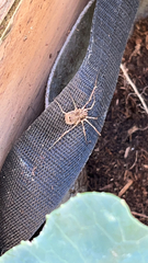 Odiellus spinosus