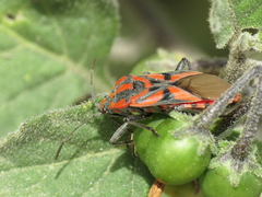 Spilostethus furcula