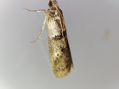 Acrobasis bithynella