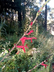 Salvia elegans