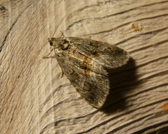 Protodeltote muscosula