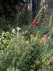 Salvia elegans