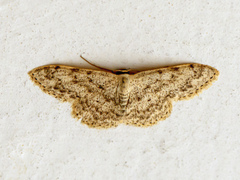 Scopula marginepunctata