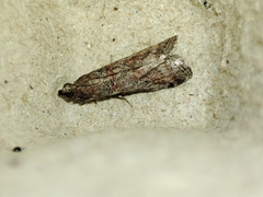 Acrobasis bithynella