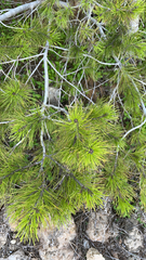 Pinus halepensis