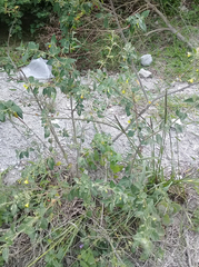 Capsicum rhomboideum