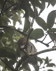 Glaucidium radiatum