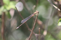 Pseudagrion sublacteum sublacteum
