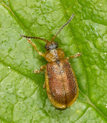 Galerucella pusilla