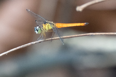 Orchithemis pulcherrima