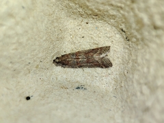 Acrobasis bithynella