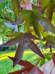 Liquidambar