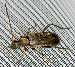 Grammoptera ruficornis