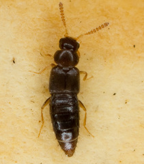 Gyrophaena boleti
