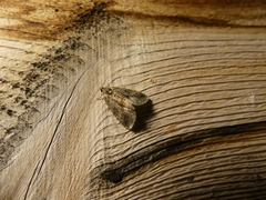 Protodeltote muscosula