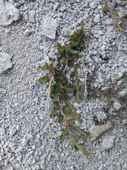 Selaginella peruviana