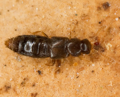 Gyrophaena boleti