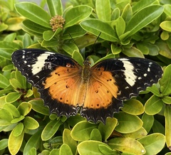 Cethosia cyane