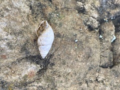 Bulimulus guadalupensis