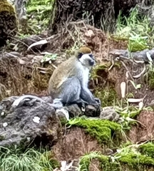 Chlorocebus aethiops