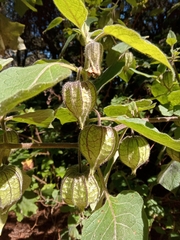 Physalis coztomatl