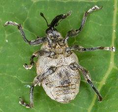 Hadroplontus litura