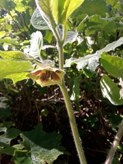 Physalis coztomatl