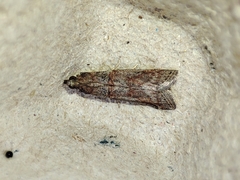Acrobasis bithynella