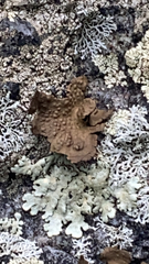 Lasallia pensylvanica