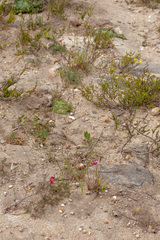 Monsonia speciosa